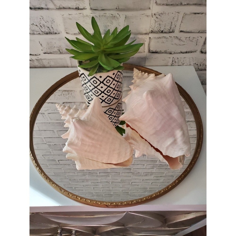 2 Large Conch Sea Shells Home Decor
